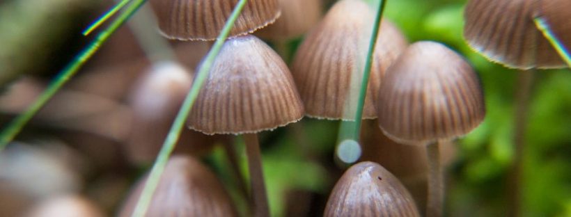 Health benefits of lion’s mane mushroom