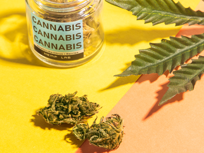 Differences in Sativa vs Indica Cannabis Strains